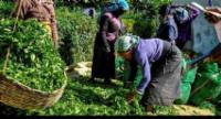 Daily Payment of Tea Estate Workers Increase